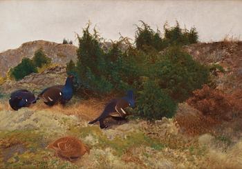 Bruno Liljefors, Black grouse in autumn landscape.