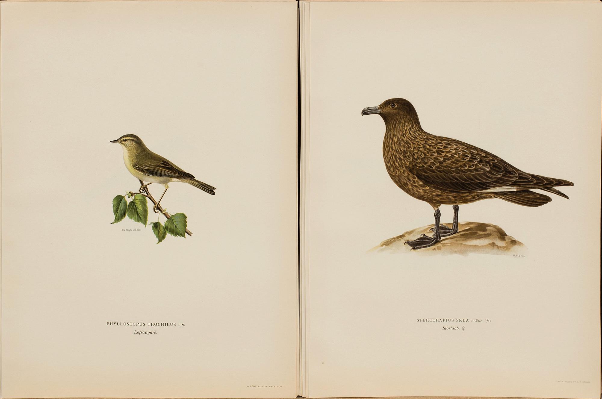 FROM VON WRIGHT "SVENSKA FÅGLAR", 50 pcs, A. Börtzells. 1924.