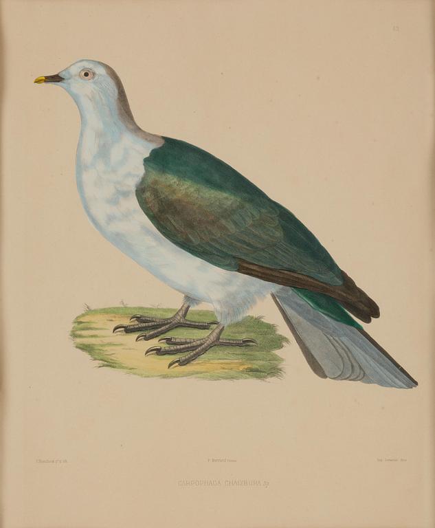 A set of eight plates from "Iconographie des pigeons" by Charles Lucien Bonaparte.