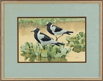 Noel William Cusa, 'Blacksmith Plovers'.