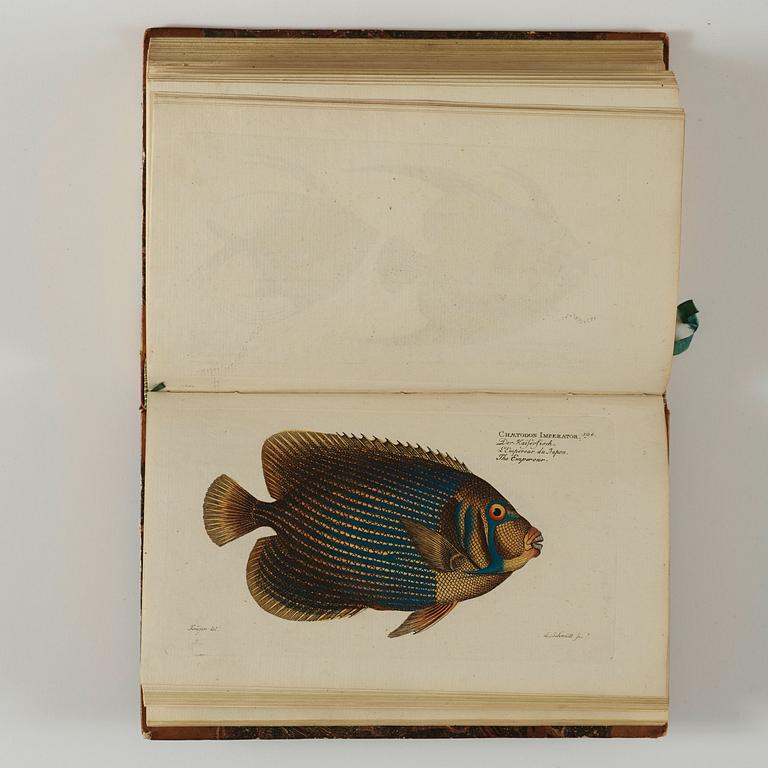 MARC ÉLIÉSER BLOCH (1723-1799), 6 vol, Ichthyologie ou Histoire Naturelle des Poissons, Berlin 1796.