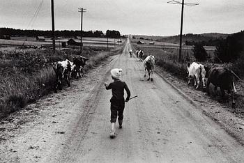 123. Sune Jonsson, "Sjuåriga Helen Jonsson tar korna på skogsbete", 1960.