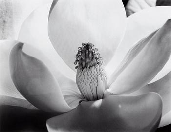 285. Imogen Cunningham, "Magnolia Blossom", 1925.