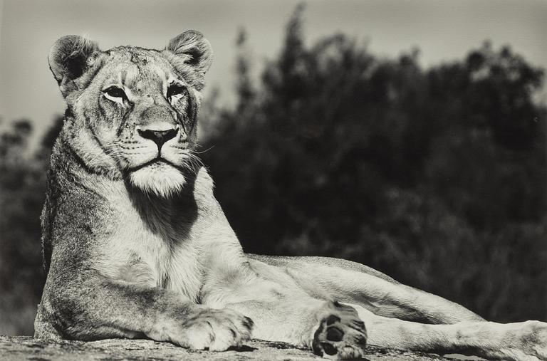 Håkan Ludwigson, 'Londolozi', 2008.