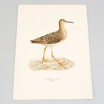 24 litograph prints in color from the book "Swedish Birds" by M and W von Wright.