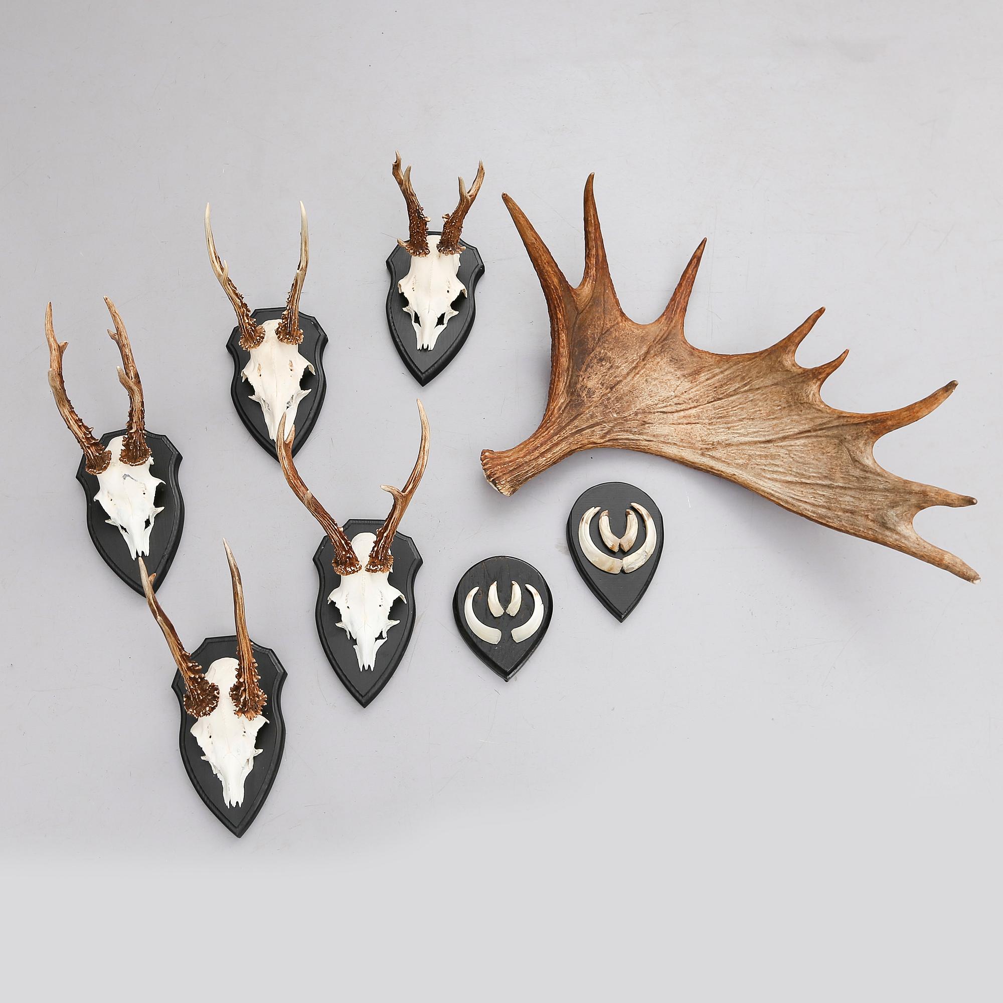 JAKTROFÉER, 8 st, 1900-tal.