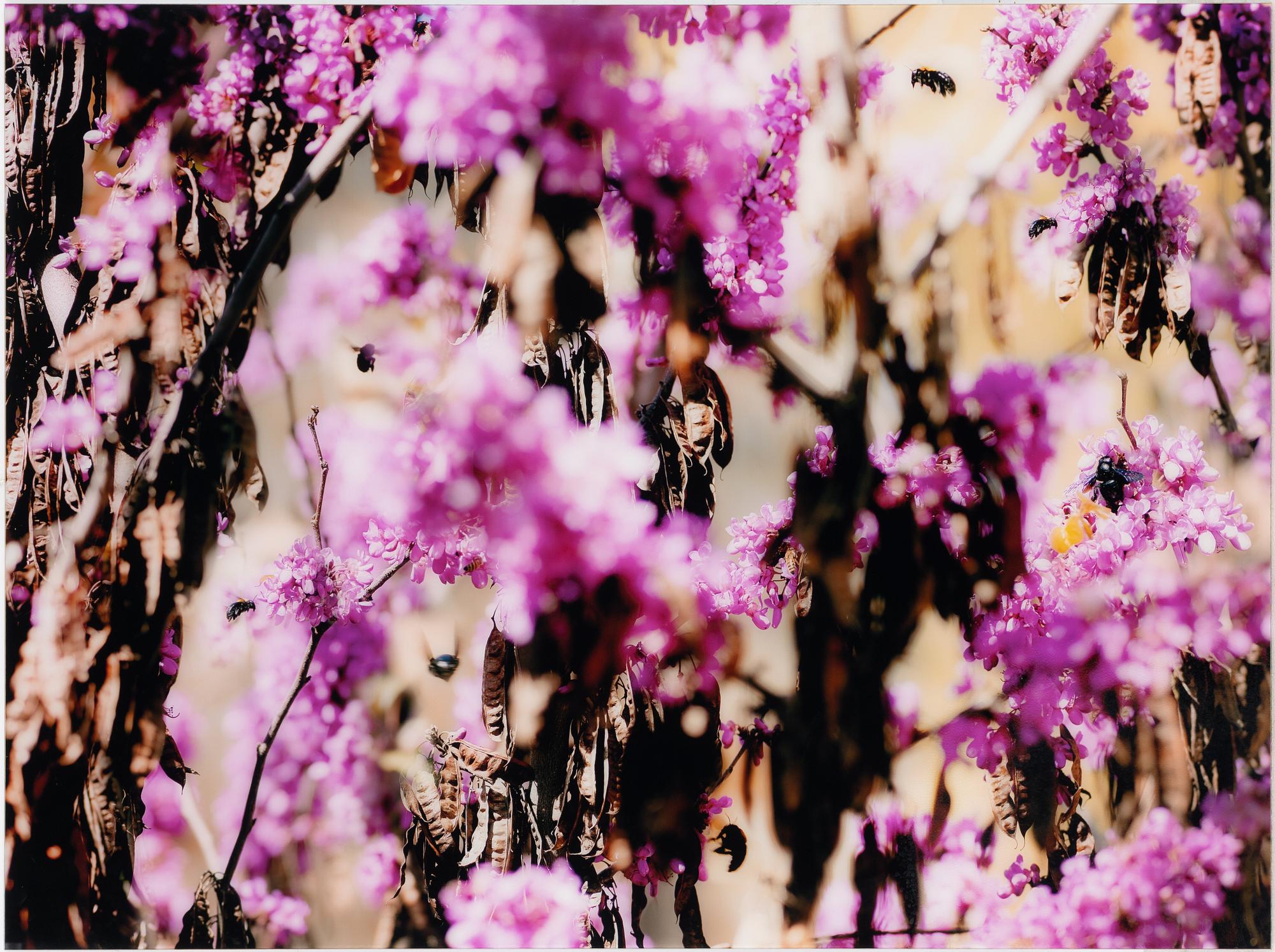 Yaara Sylva, "Arbre de Judé with carpenter bees".
