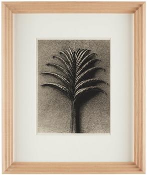 Karl Blossfeldt, "Urformen der Kunst", 1928 (22 parts).