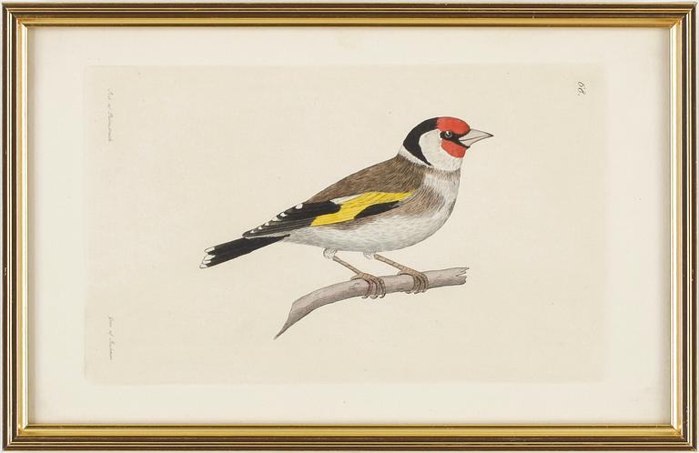 KOPPARSTICK, 26 st. Ur "Svensk Zoologi", av J W Palmstruch.