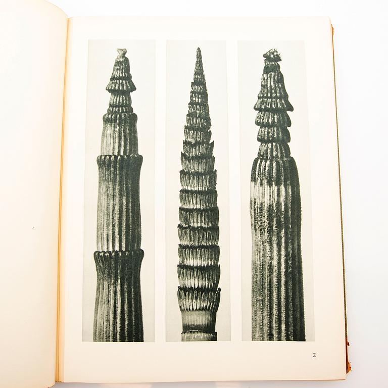 Book, "Art Forms in Nature", Karl Blossfeldt, Spamersche Buchdruckerei, Leipzig, 1930.