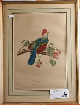 LITOGRAFISKA TRYCK, 2 st, kolorerade, 1800/1900-tal.