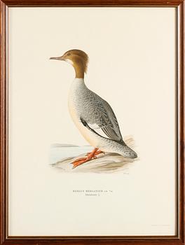 LITOGRAFISKA TRYCK, 13 st, ur von Wrights "Svenska fåglar", A. Börtzells, Stockholm.