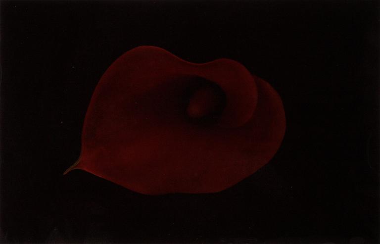 Richard Learoyd, c-print, signed on label verso.