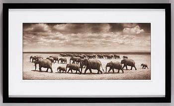 Nick Brandt, ”Two Elephant Herds Crossing Lake Bed in the Sun, Ambroseli 2008”.