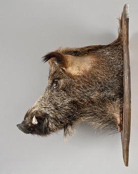 JAKTTROFÉ, vildsvinshuvud, 1900-tal.