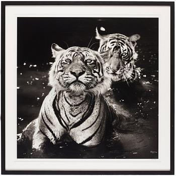 David Yarrow, 'Ranthambore National Park, India, 2013'.