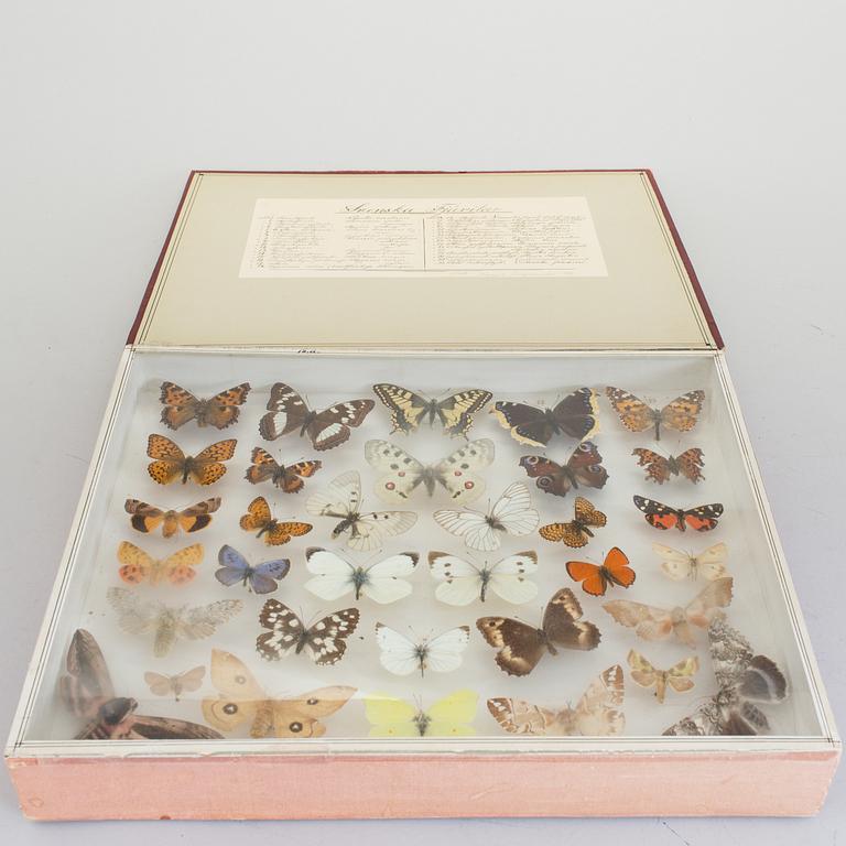 BUTTERFLY AND INSECT COLLECTION, "Parnassius Apollo" amongst others, early 20th Century. CITES-licence.