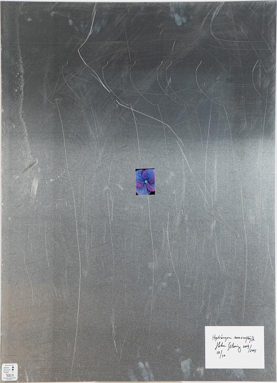 Helene Schmitz, "System och passion2, 4 c-print mounted on aluminum, 2004/2007, signed 10/10.