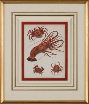 GRAVYRER, 4 stycken, tryck av Longman Hurst, Rees, Orme & Brown, Paternoster Row, tidigt 1800-tal..