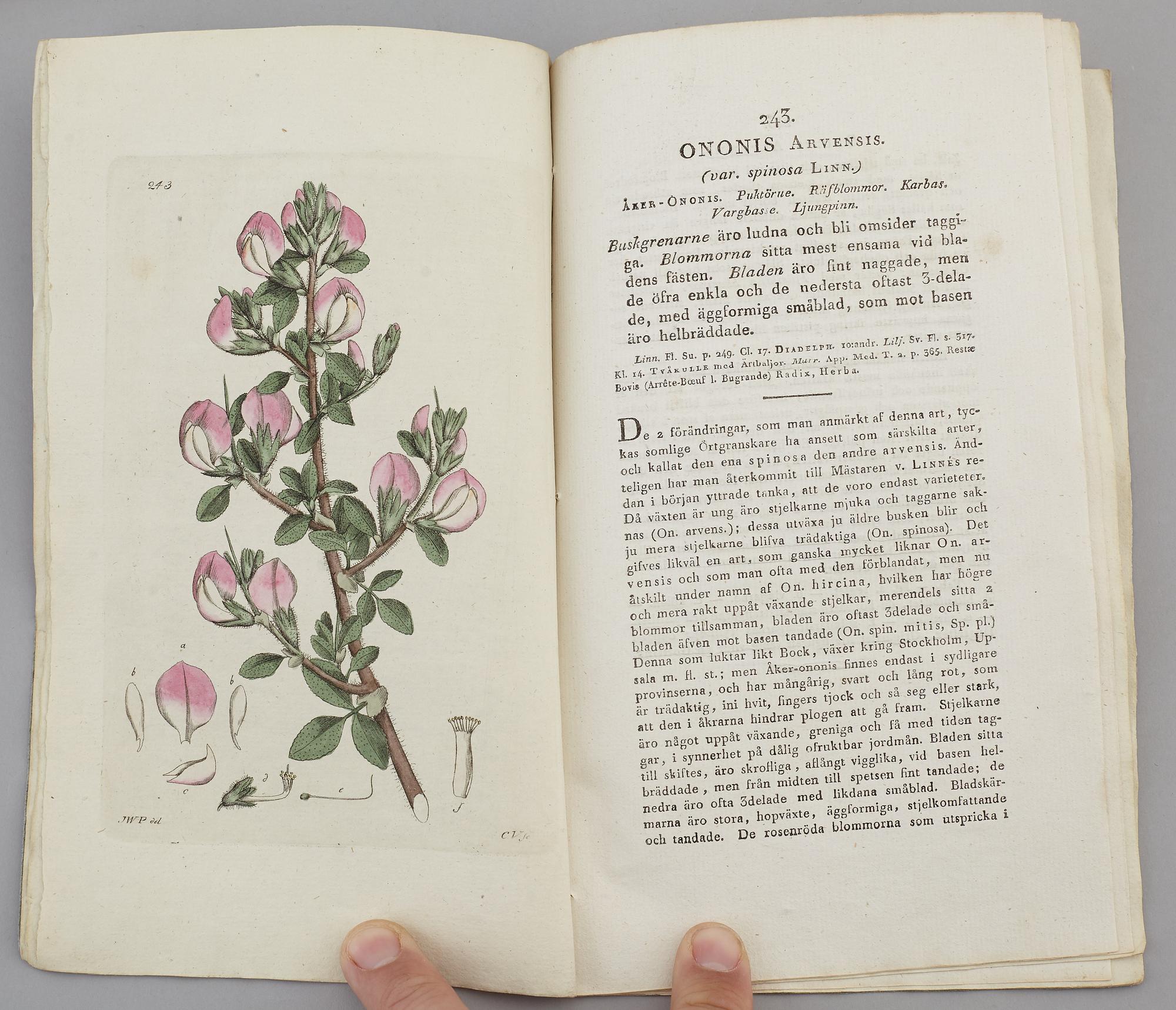 JOHAN WILHELM PALMSTRUCH, "Svensk Botanik, vol I-V. 1803-1805.