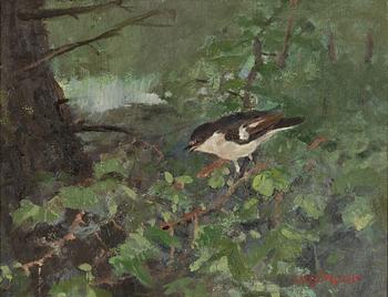 Nils Björkqvist, "White Flycatcher".