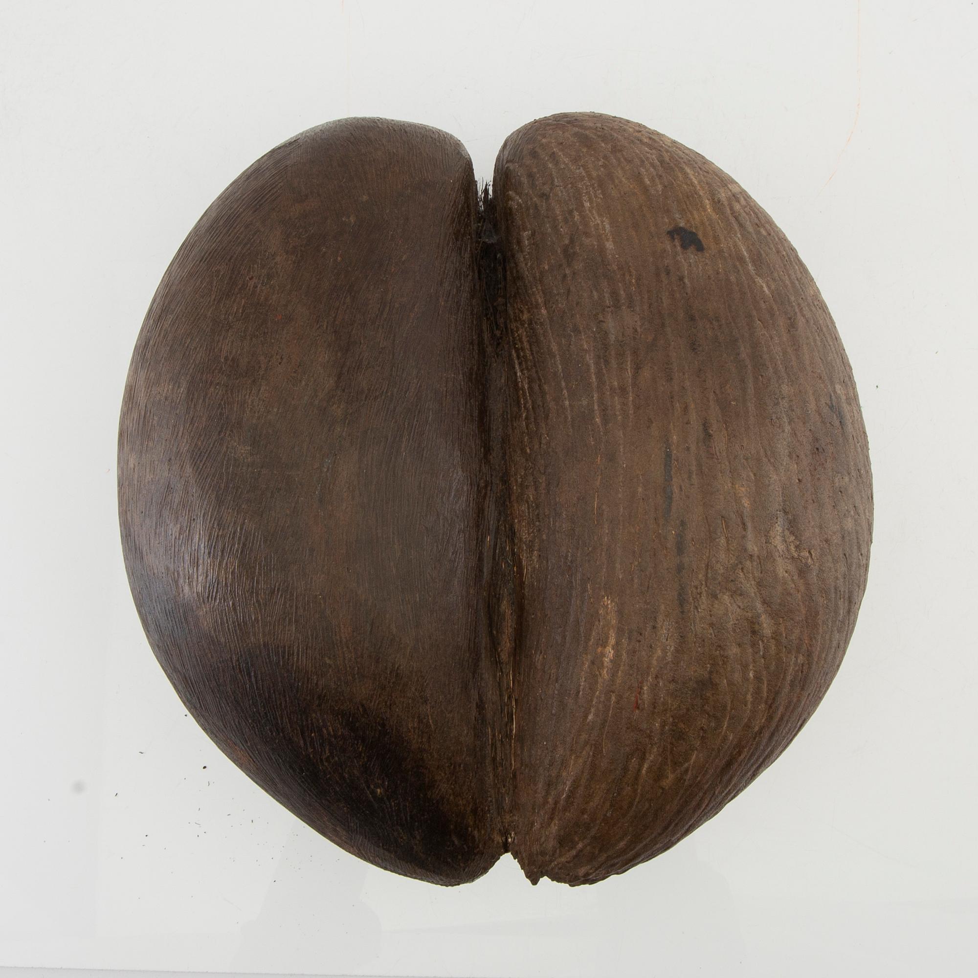 Dubbelkokosnöt, så kallad Coco de Mer, Lodoicea maldivica.