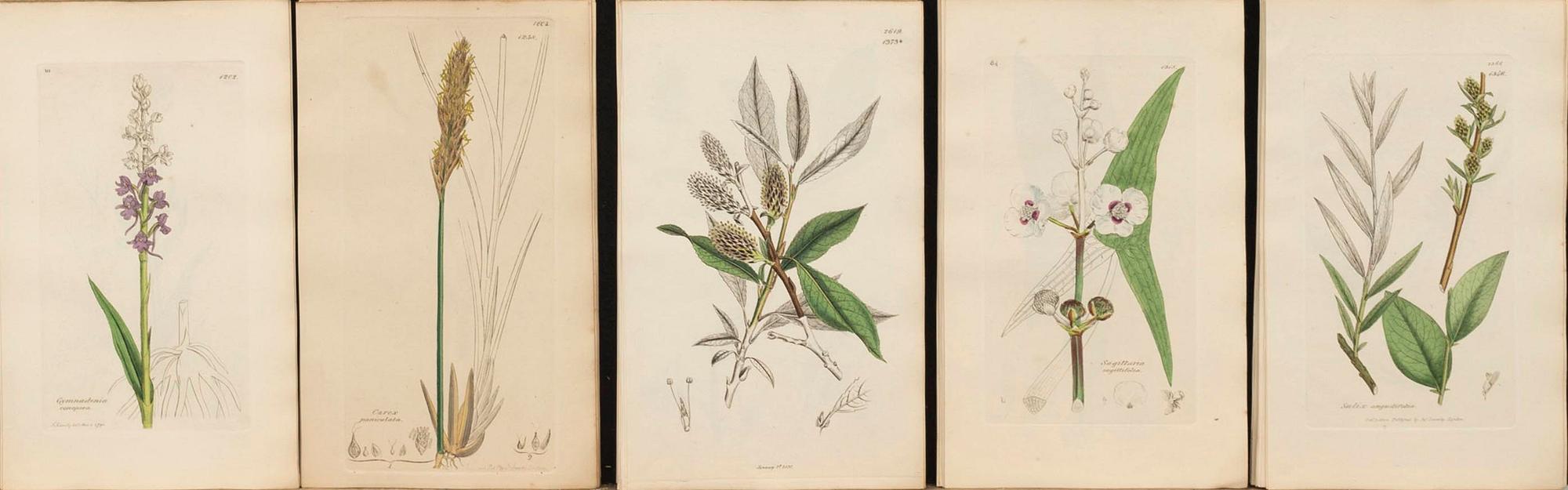 UR "ENGLISH BOTANY" 3:e upplagan, vol VII, 1854 172 st handkolorerade kopparstick. London.