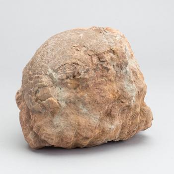 DINOSAURIEÄGG, fossil, enligt intyg omkring 65 milj år gamla.