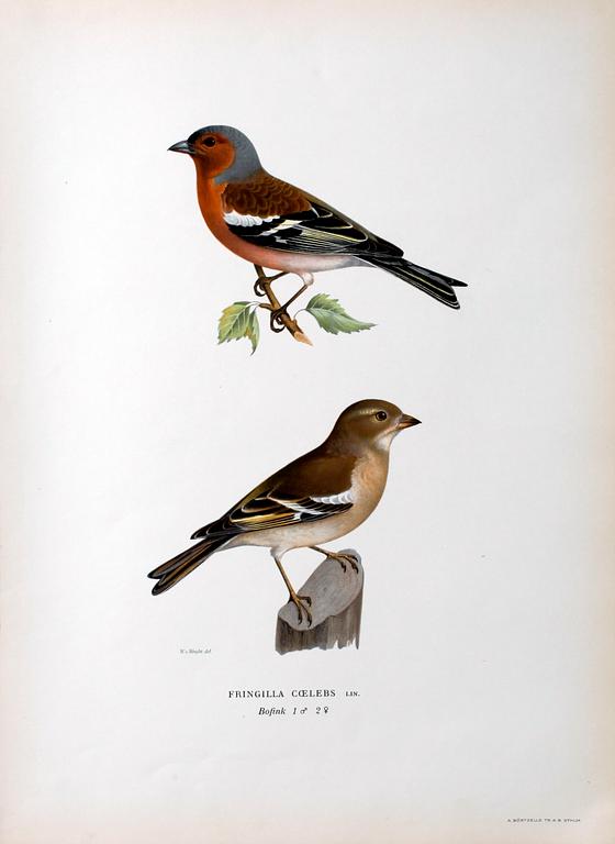 PARTI GRAFISKA BLAD, ca 150 st, ur von Wrights Svenska fåglar.