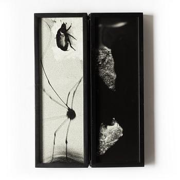 Hope Sandrow, "Spider Beetle", 1989.