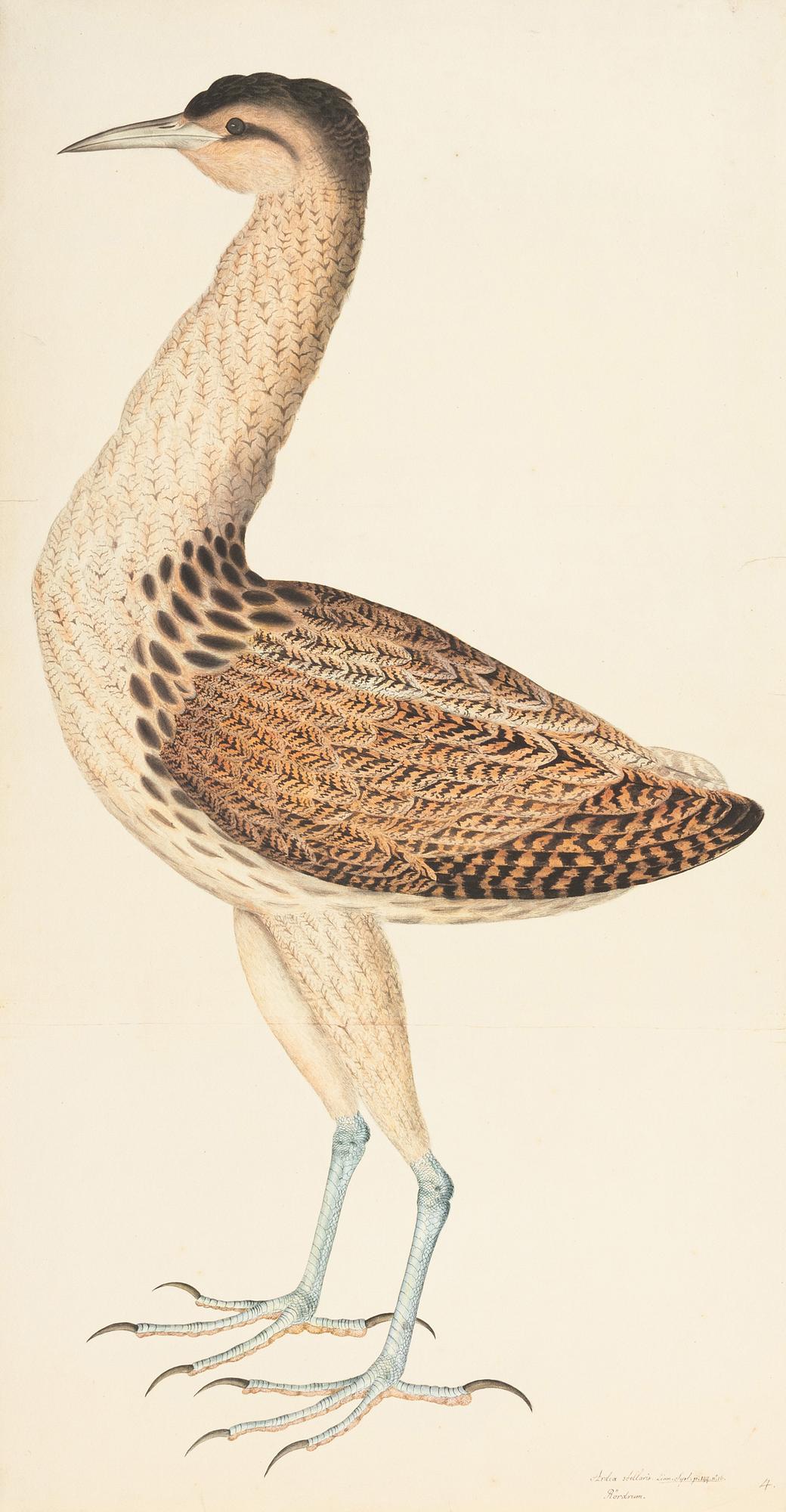 Olof Rudbeck the Younger, "Svenska fåglar", 2 portfolios.