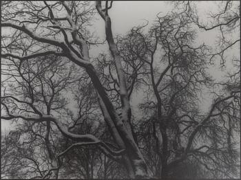 Kenneth Gustavsson,  "Utan titel (träd)", 1985.