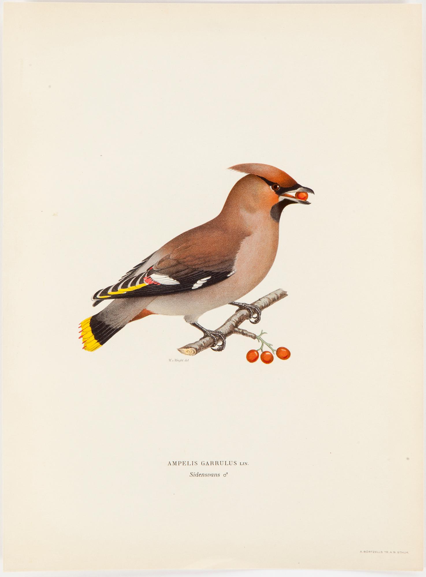 LITHOGRAPH app 120, after M & W von Wrights "Svenska fåglar", A Börtzells, Stockholm, 1917-29.