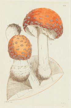 Twelve hand-coloured engravings, J.W. Palmstruch, from 'Svensk Botanik', 1802-1840.