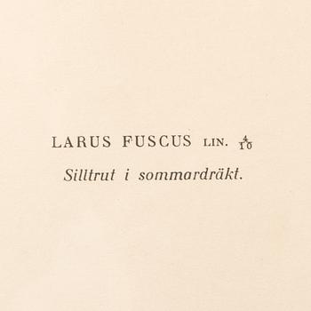 LITOGRAFIER, 4 st, efter von Wright, Magnus, Wilhelm & Ferdinand & Hallberg, Bror. A. Börtzell, Stockholm.