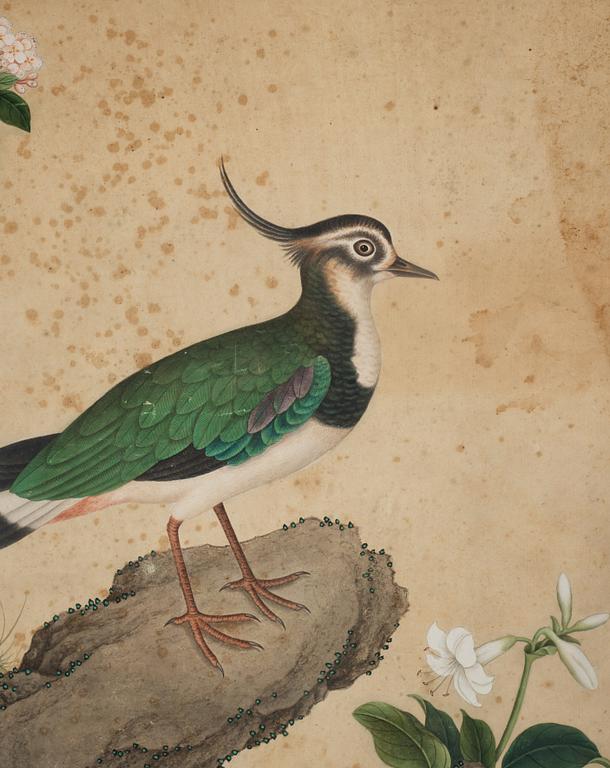 Two ornitological paintings, chinese school, Qing dynasty, circa 1800.