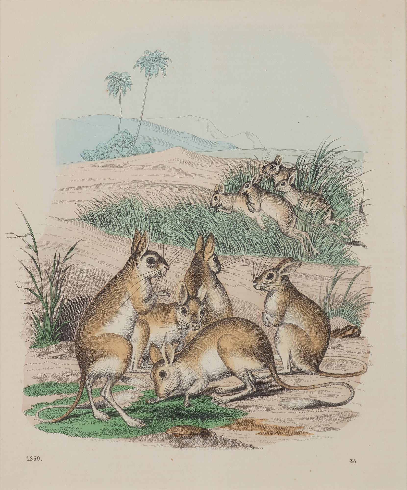 FÄRGLITOGRAFIER, 8 st, djur, fjärilar, fiskar och apor, 1800-/1900-tal.