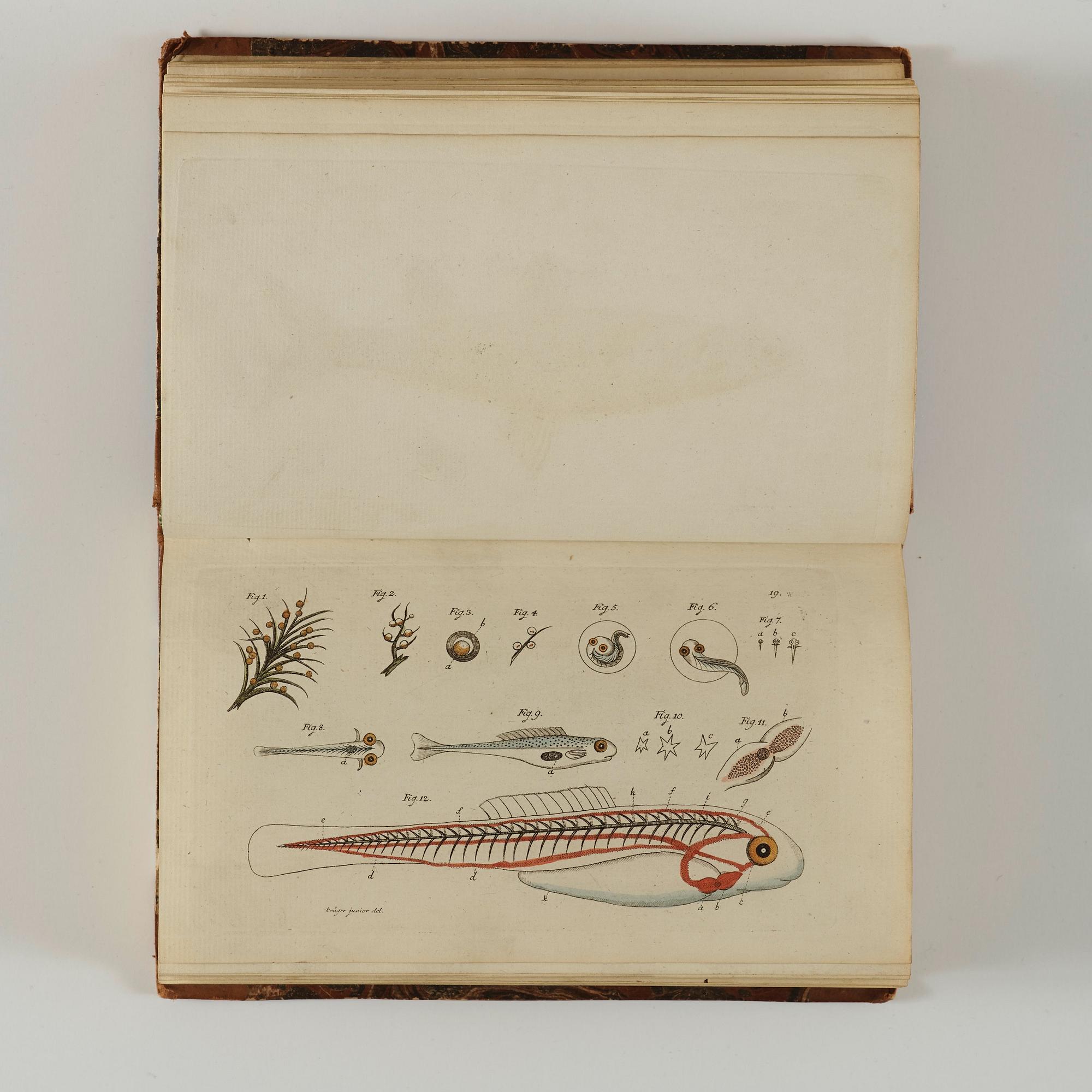 MARC ÉLIÉSER BLOCH (1723-1799), 6 vol, Ichthyologie ou Histoire Naturelle des Poissons, Berlin 1796.