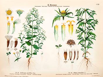 Emil Korsmo, 31 lithographic weed plates.