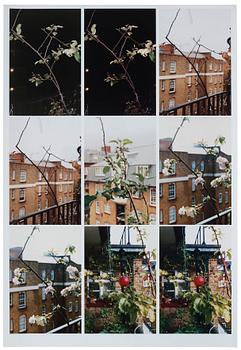 510. Wolfgang Tillmans, "Process (Apple tree)".