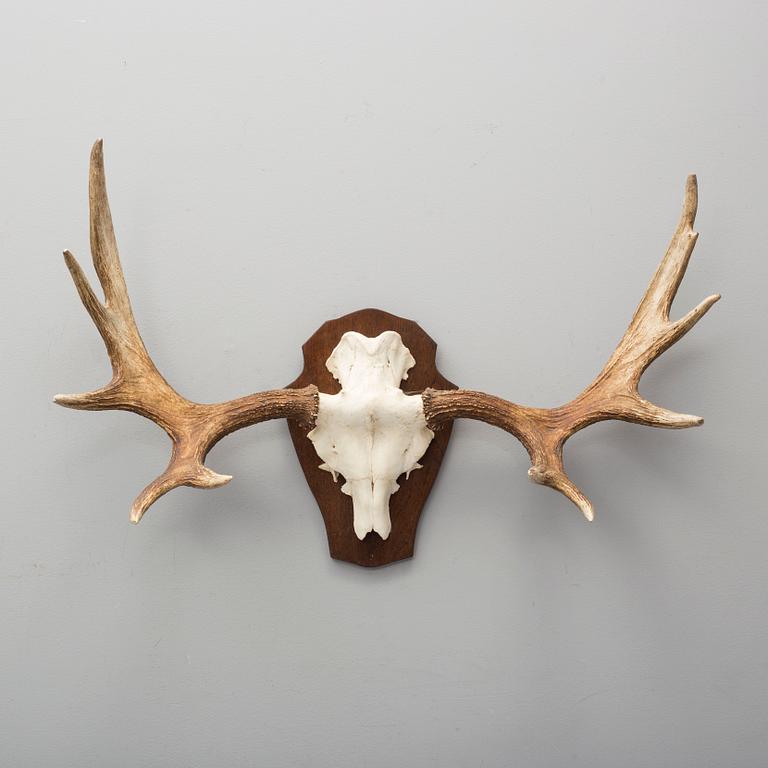 A 20th century hunting trophy.