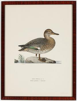 LITOGRAFIER, 15 stycken, ur "Svenska fåglar", Magnus och Wilhelm von Wright, A Börtzells, 1900-talets första hälft.