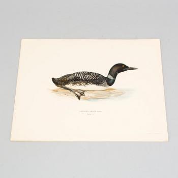 24 litograph prints in color from the book "Swedish Birds" by M and W von Wright.