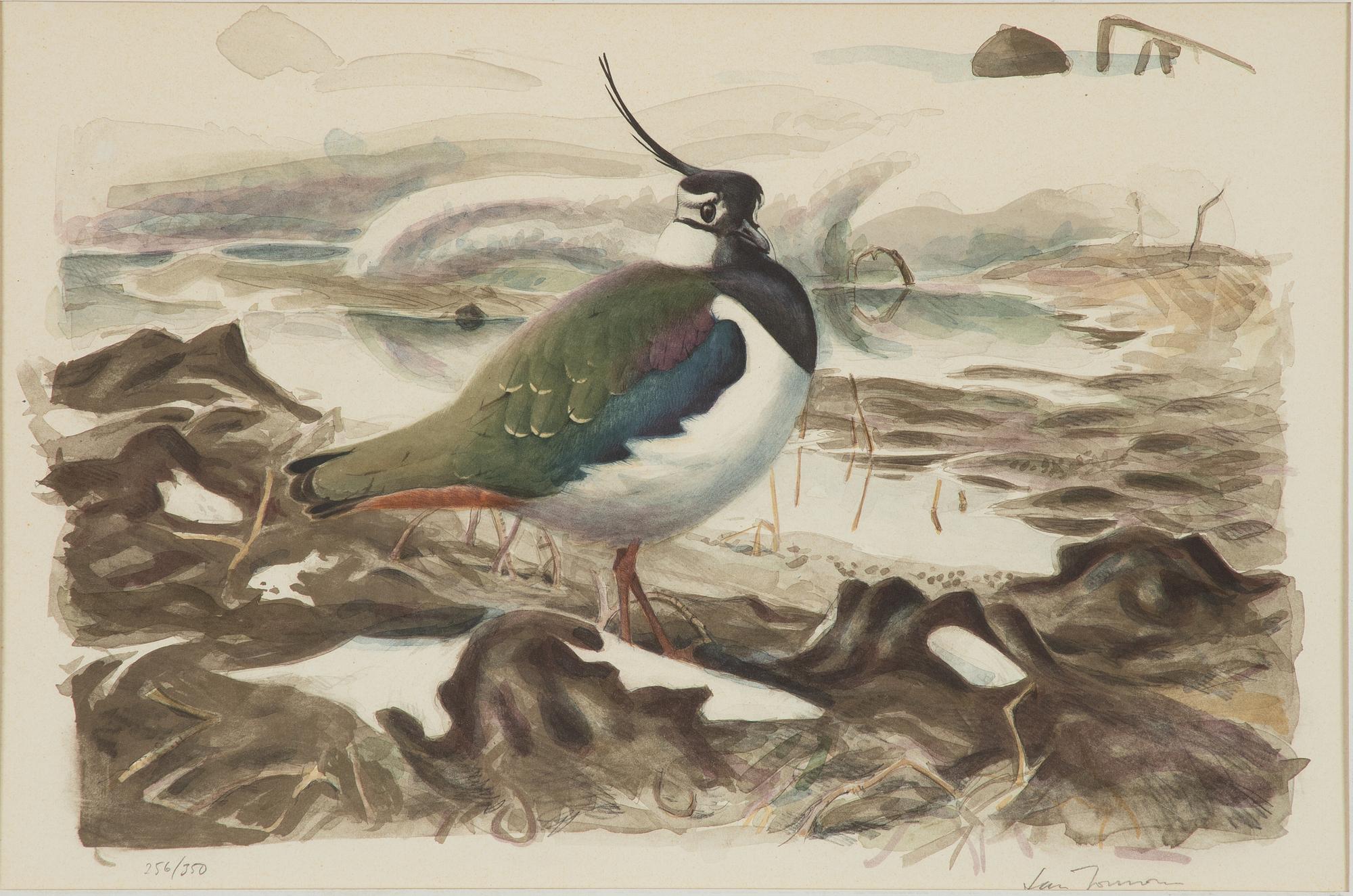 Lars Jonsson, Northern lapwing.