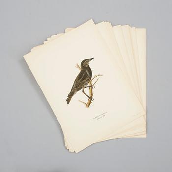 A set of 30 lithographic prints from "Svenska Fåglar" by von Wright brothers.