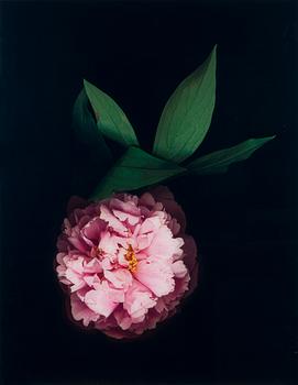 Marjukka Vainio, "Pivoine IV".