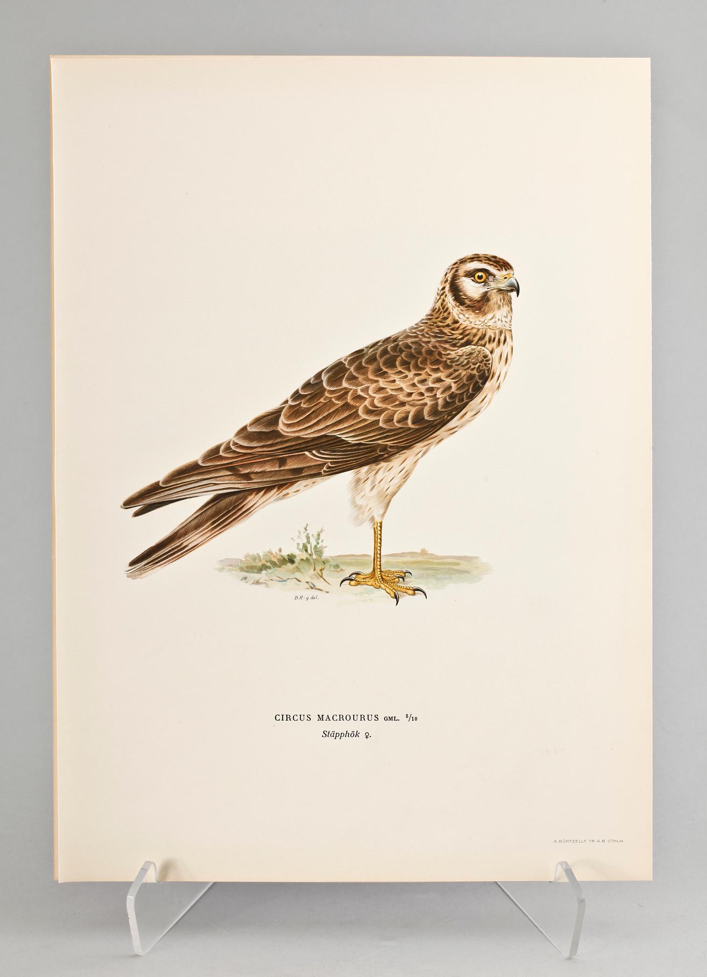 GRAFISKA BLAD, 170 st, ur von Wrights "Svenska fåglar", 1920.