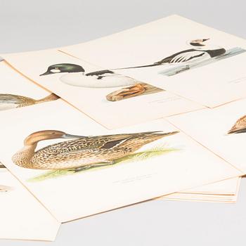 LITOGRAFISKA TRYCK, 28 st, ur M och W von Wrights "Svenska fåglar", A. Börtzells, Stockholm.