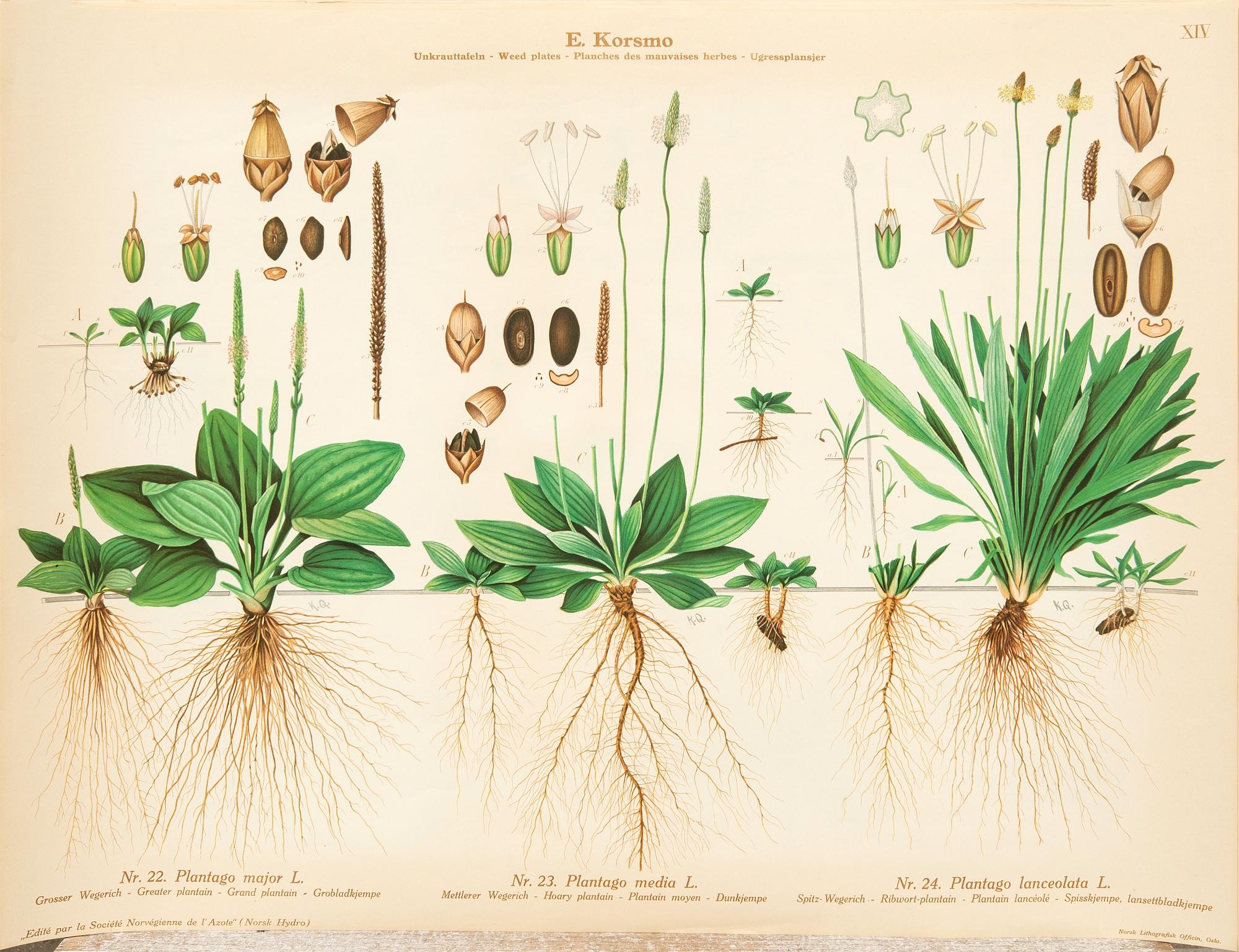 Emil Korsmo, 24 lithographic weed posters.