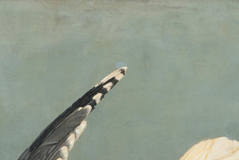 Ferdinand von Wright, Diving Seagull.